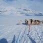 Huskies
