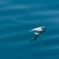 Skimming