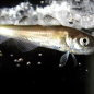Coldfish
