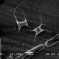 Diatoms