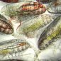 carousel-copepods-dan-mayor